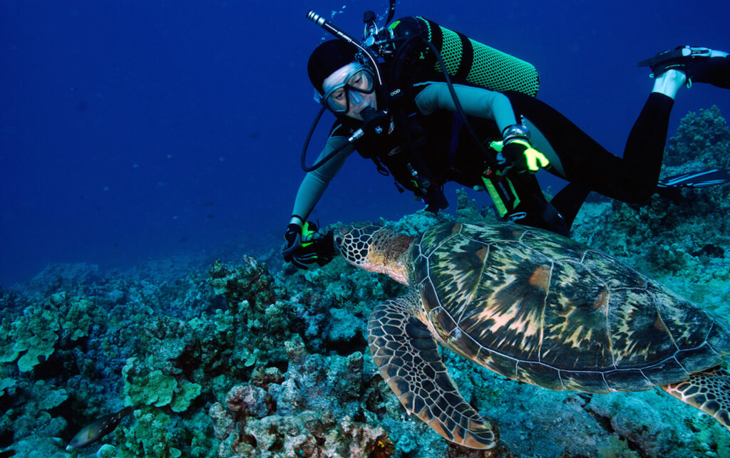 Diver Turtle 1200