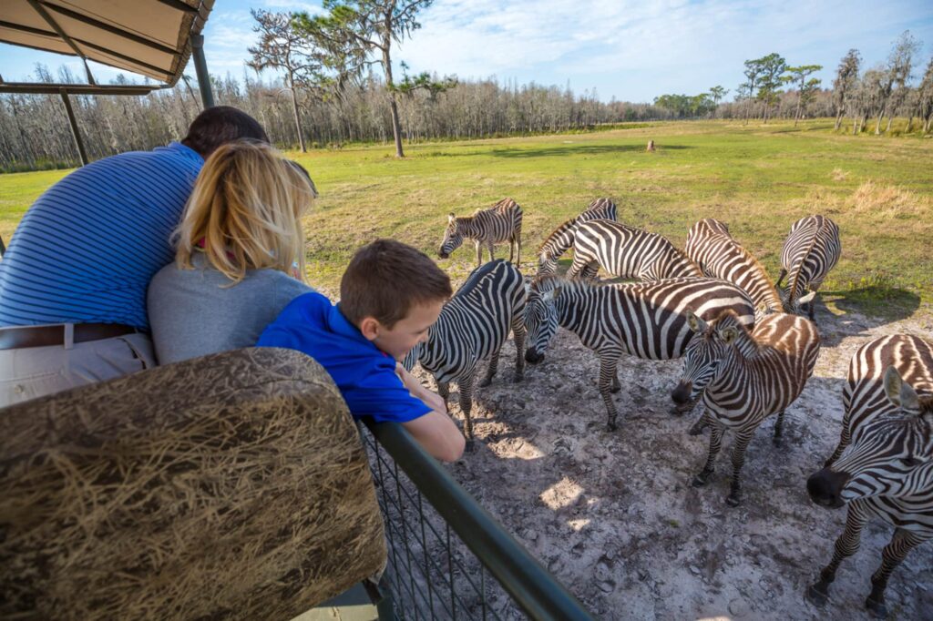 Safari Wilderness Ranch Zebras