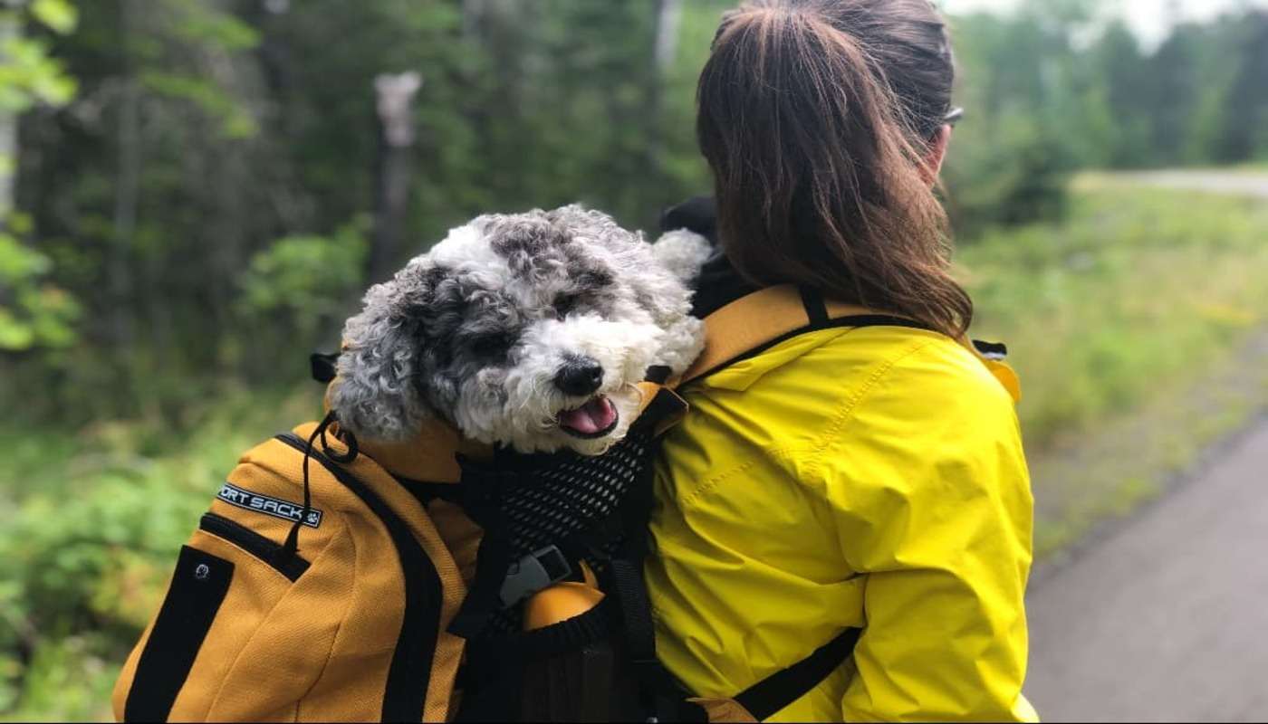 Dog Backpack Carriers for Hiking